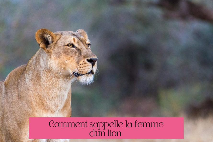Comment s’appelle la femme d’un lion ?