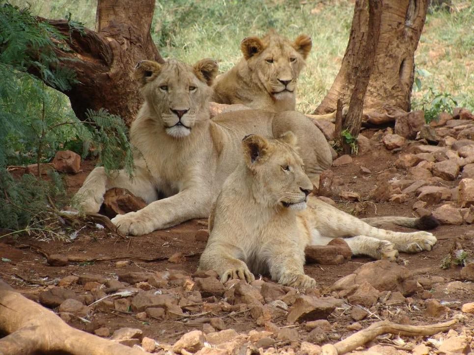 Pourquoi les lions aiment-ils vivre en groupe ?
