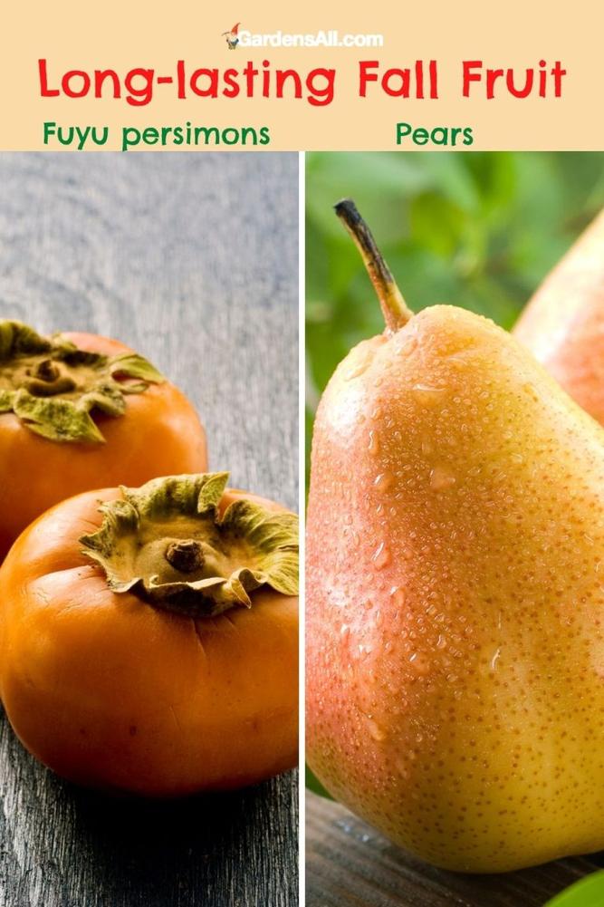 Alors, que signifie « mon pear » ? Pour le dire simplement et sans détour : « mon pear » n’est en fait qu’une mauvaise interprétation ou une faute d’orthographe fréquente de l’expression française « mon père », qui signifie « my father » en anglais.Voilà, c’est réglé. Mais attendez, ce serait un crime de s’arrêter là. Plongeons un peu plus loin dans ce que « mon père » implique, puis faisons un petit détour tout fruité à la découverte du mot « pear » (poire) et son incroyable symbolisme.