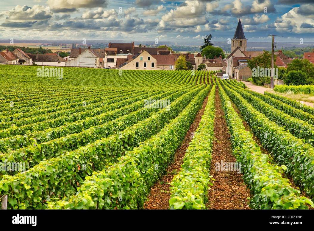 Voyons ensemble cette question essentielle : La Romanée est un monopole de la maison Comte Liger-Belair.Cela veut dire que le domaine est unique : toute la parcelle appartient à un seul et même propriétaire, et non à une coopérative ou un collectif.