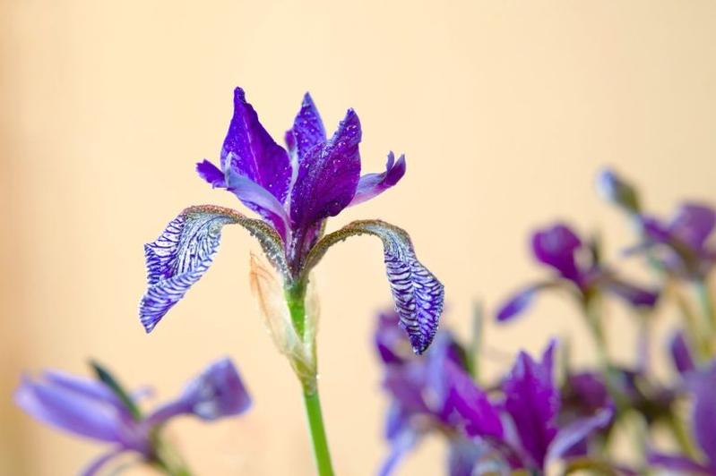 Quel est le sens caché de la fleur-de-lis ? Une plongée dans son mystère