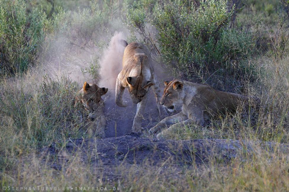 Les lions ignorent le concept de mort et de tombe
