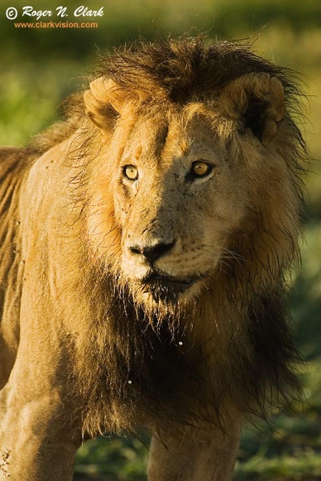 En résumé : la journée d’un lion, un parfait équilibre entre détente et devoir