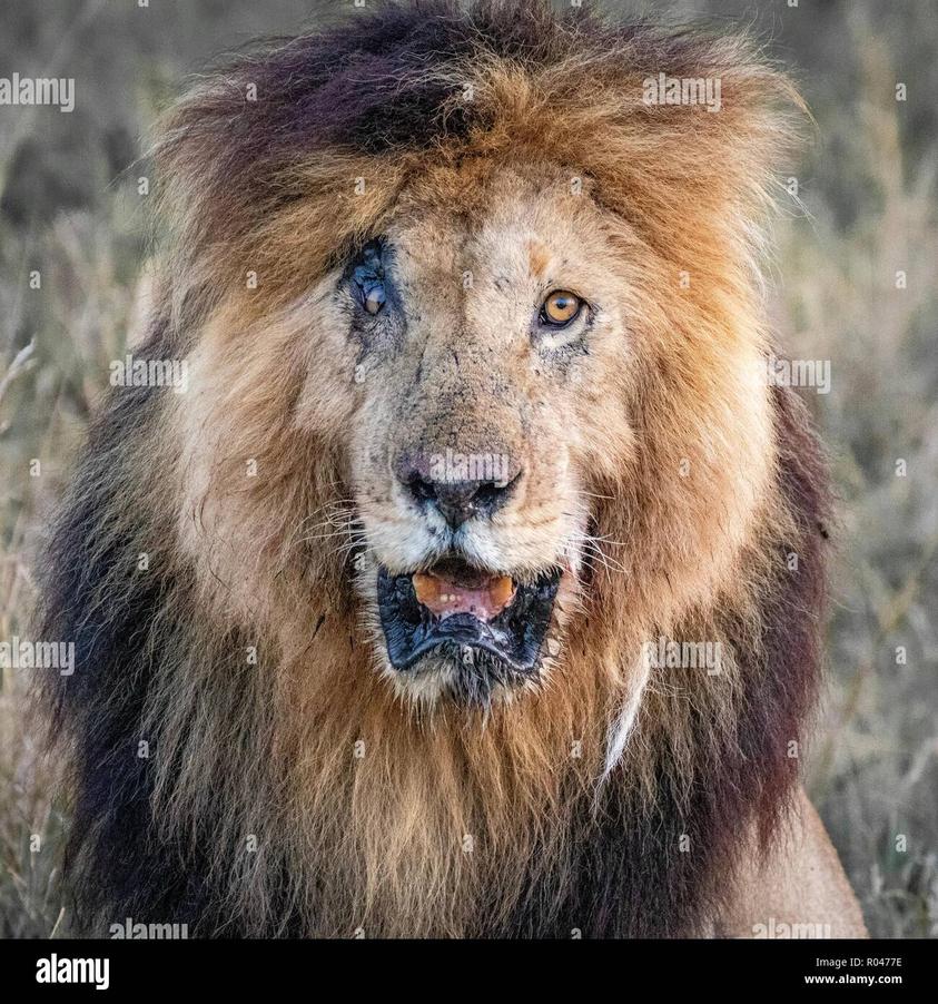 Le décès a eu lieu le 11 juin 2021, dans la réserve nationale du Maasai Mara au Kenya, précisément dans la région d’Ashnil. Ce cadre naturel était son territoire familier, où il a régné pendant de nombreuses années.