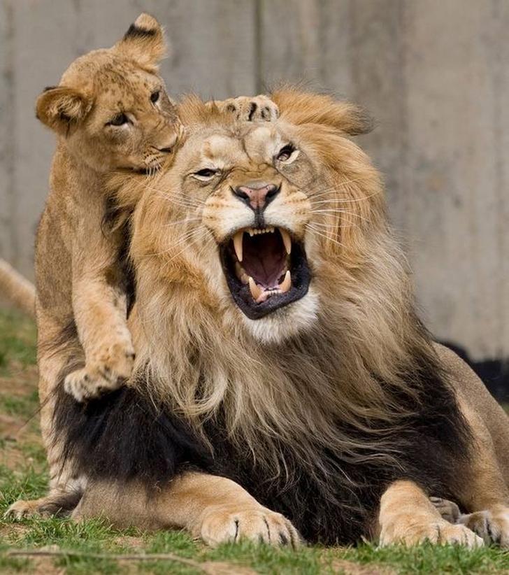 L’avenir des lions dans un monde qui change