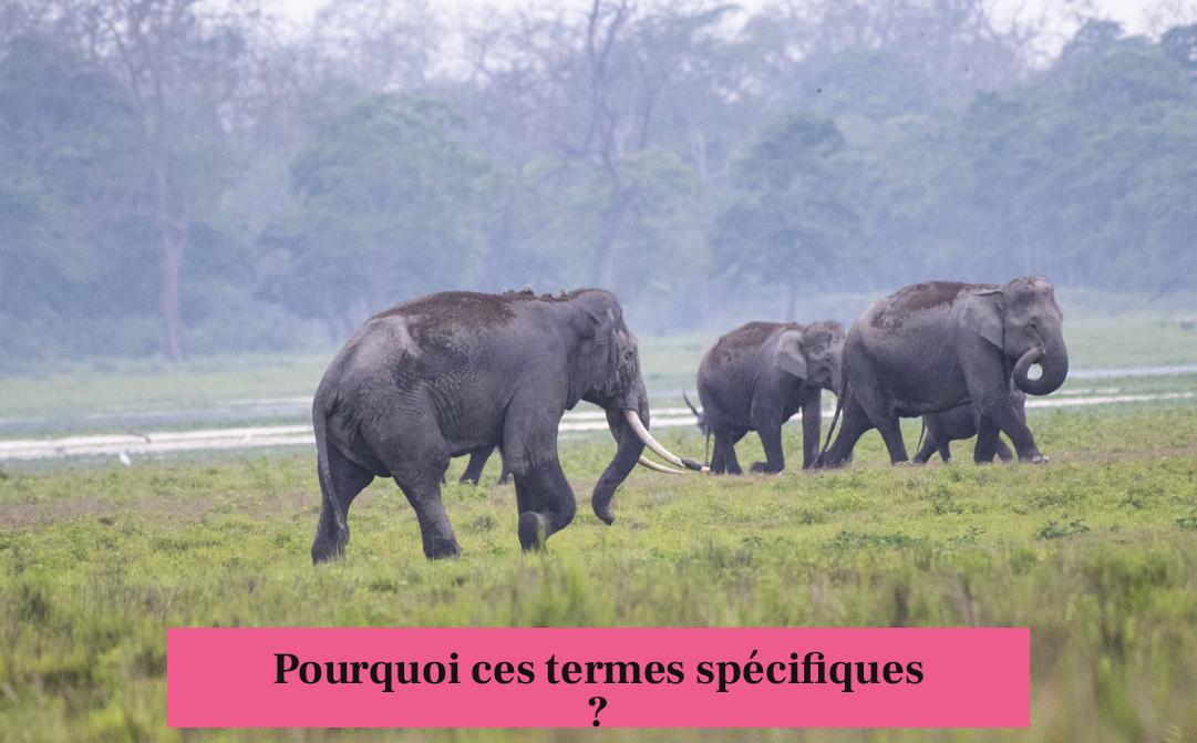 Pourquoi ces termes spécifiques ?