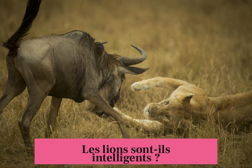 Les lions sont-ils intelligents ?
