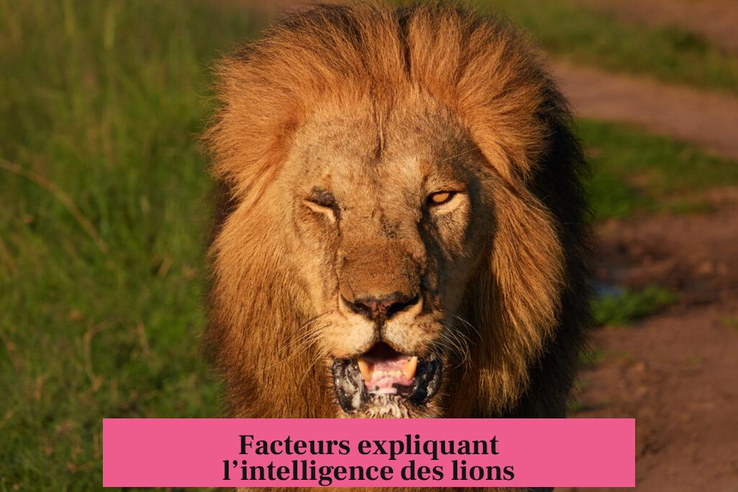 Facteurs expliquant l’intelligence des lions