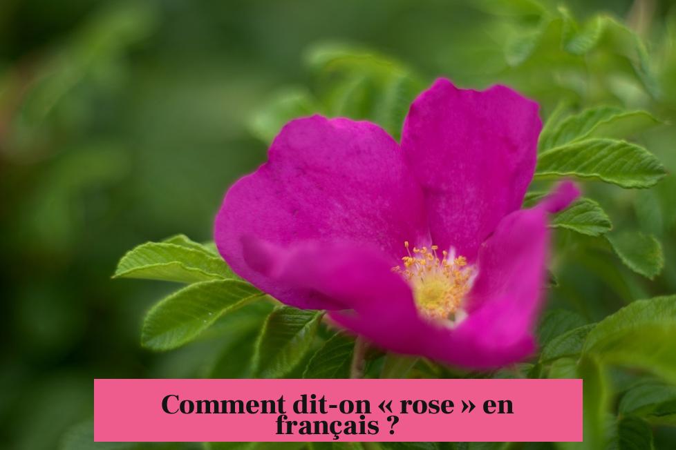 Comment dit-on « rose » en français ?