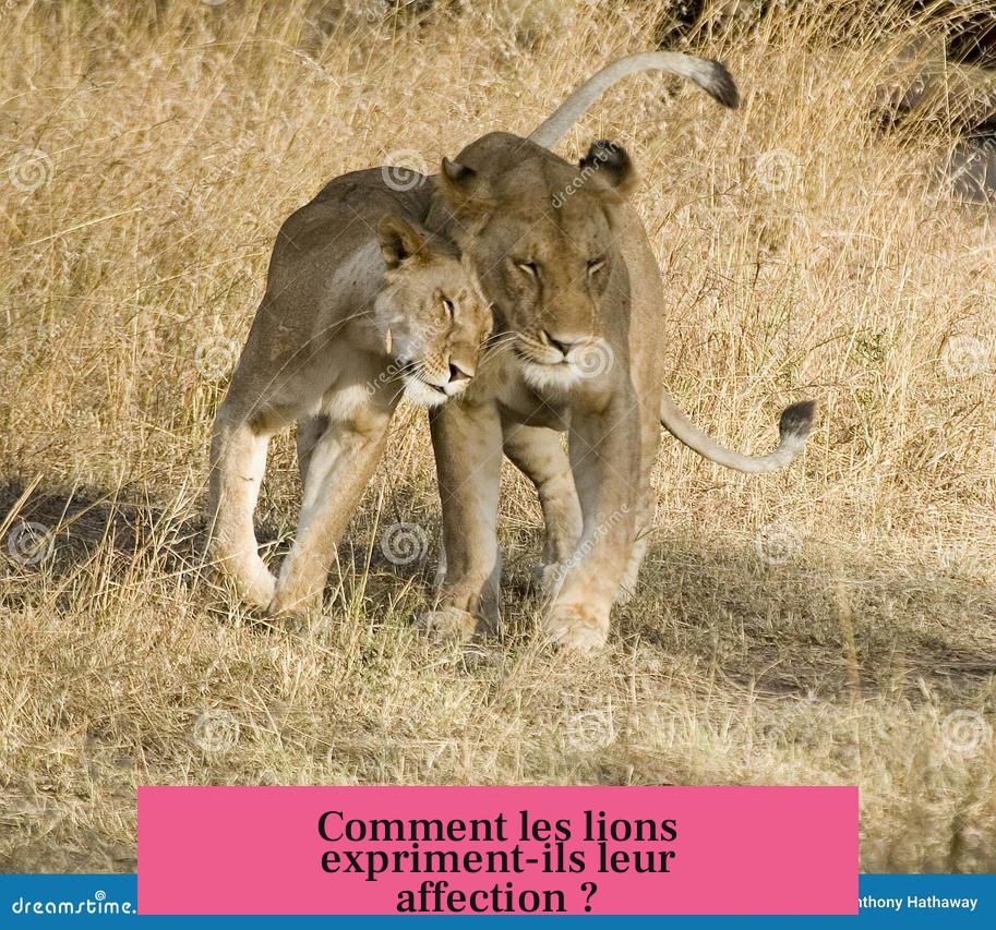 Comment les lions expriment-ils leur affection ?