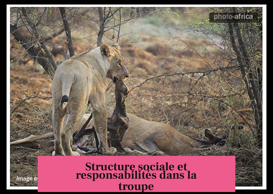 Structure sociale et responsabilités dans la troupe