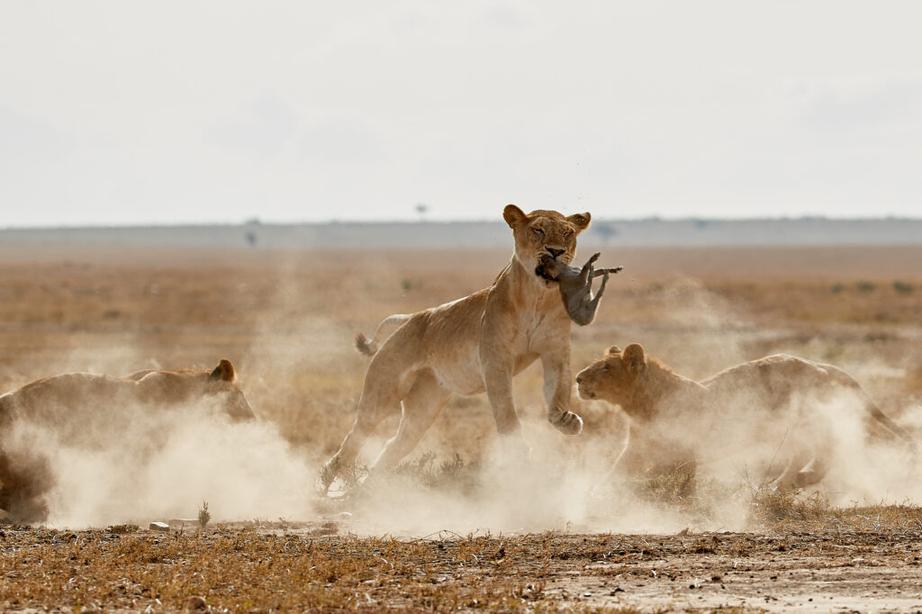 Lions et chiens ont un nombre similaire de neurones, mais la domestication donne à nos amis canins un léger avantage dans certaines tâches. Pourtant, sur le plan de la cognition sociale et coopérative, les lions restent hors du commun.