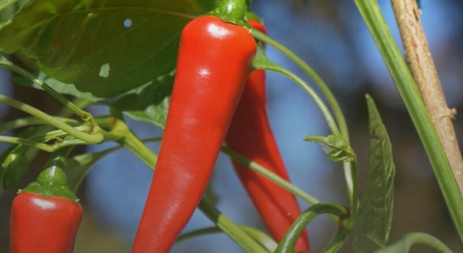 Des études épidémiologiques associent la consommation régulière d’aliments épicés à une réduction du risque de mortalité toutes causes et des maladies cardiaques. La capsaïcine pourrait jouer un rôle dans cette protection.