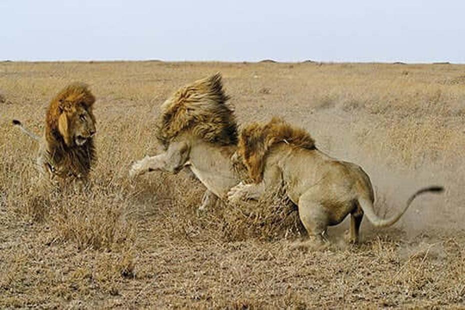 Les lions sont connus pour certaines activités impliquant le creusage. Par exemple, il existe des observations documentées où un lion creuse à l'entrée d’un terrier de phacochère dans le but d’attraper des marcassins. Ce comportement est une technique de chasse plutôt qu’une préparation à la mort.