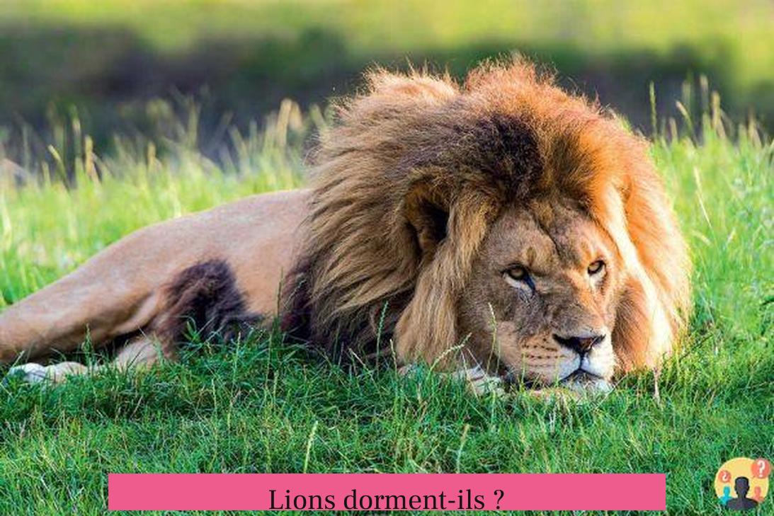 Lions dorment-ils ?