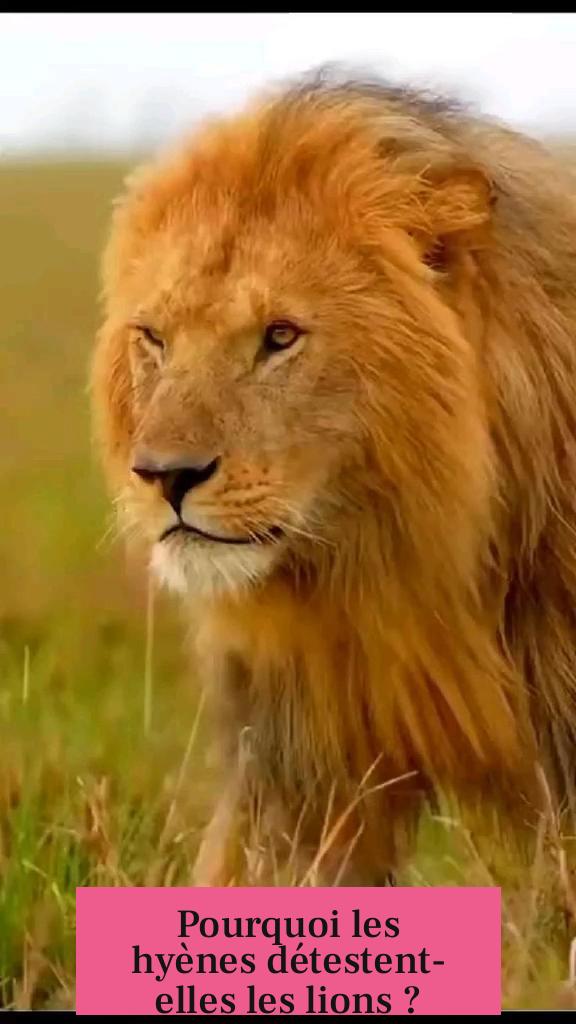Pourquoi les hyènes détestent-elles les lions ?