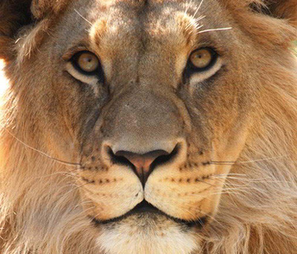 Mythes à dissiper : la vérité sur les peurs des lions