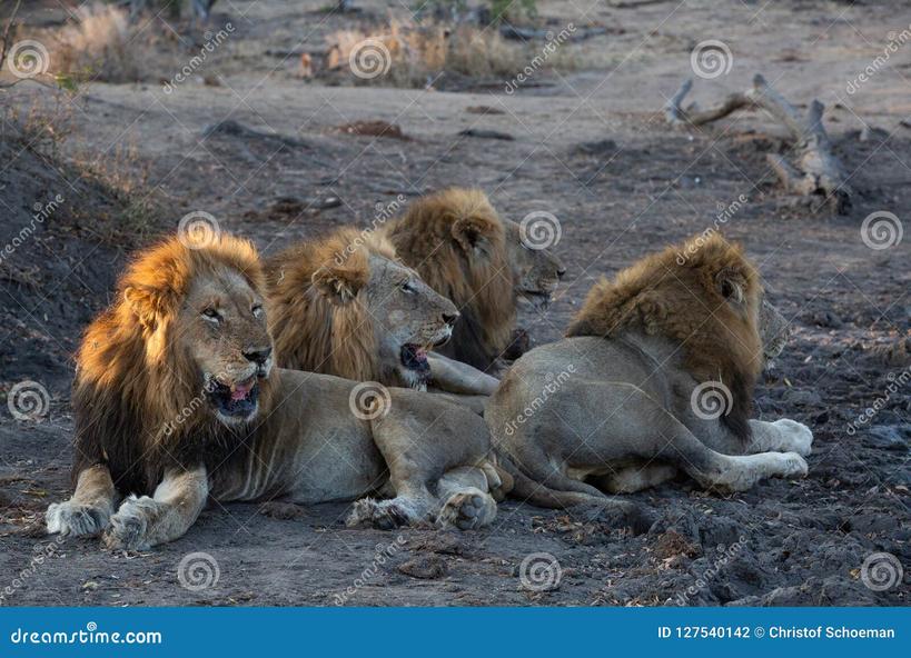Lions, ces seigneurs de la savane, ne vivent pas en solitaires comme leurs cousins les tigres. Leur mode de vie est social, régi par des mécanismes complexes. Une troupe typique, unepride, réunit une douzaine de lionnes, quelques mâles (souvent 2 à 4) et leurs petits. Mais l’histoire ne s’arrête pas là. Les mâles adultes quittent souvent le groupe à l’adolescence.
