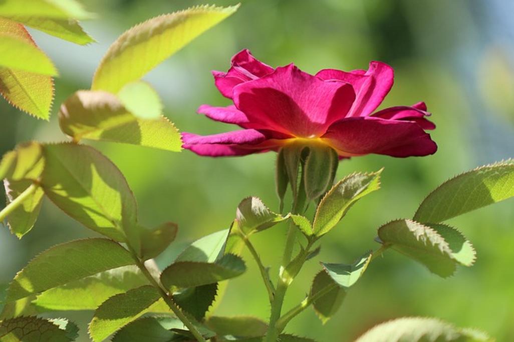 Conseils pour bien prononcer « rose »