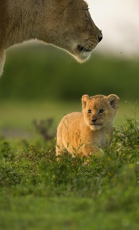 La même équipe de recherche sud-africaine a expérimenté ce test chez d’autres grands félins : tigres et léopards, ces derniers moins sociaux que les lions. Surprise : les lions dominaient nettement le classement. Ce résultat renforce l'idée que la socialité influence positivement l’intelligence animale.
