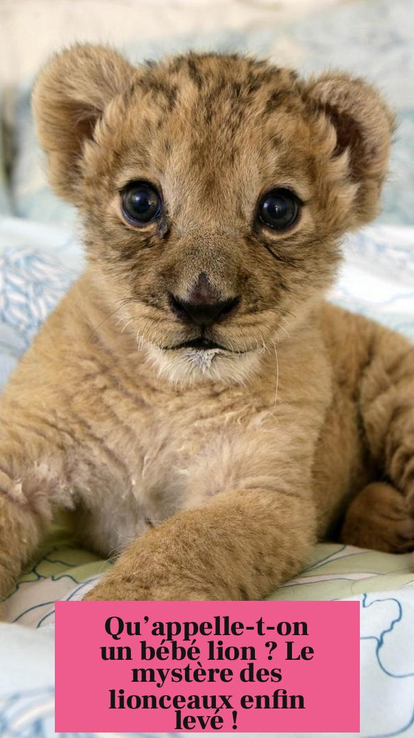 Qu’appelle-t-on un bébé lion ? Le mystère des lionceaux enfin levé !