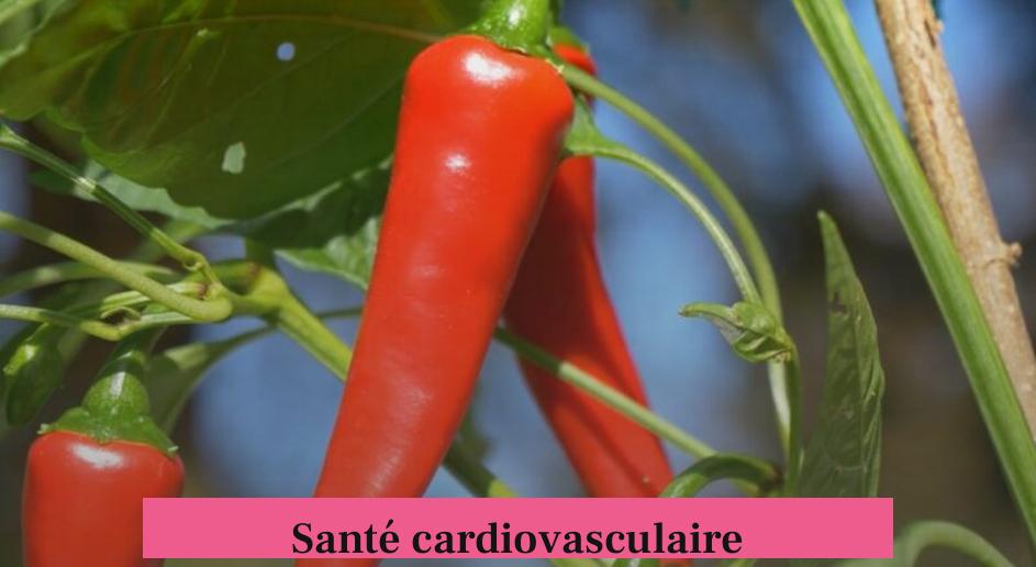 Santé cardiovasculaire