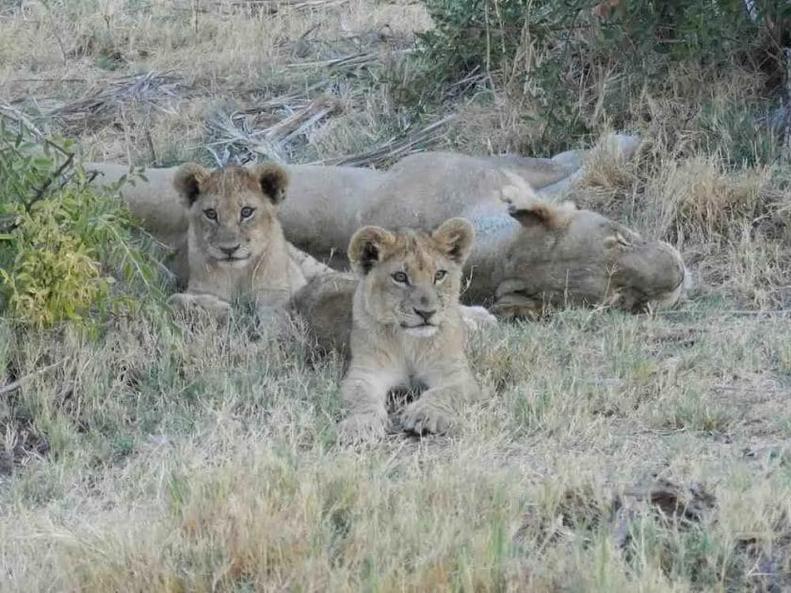 Les origines du mythe : un malentendu animalier
