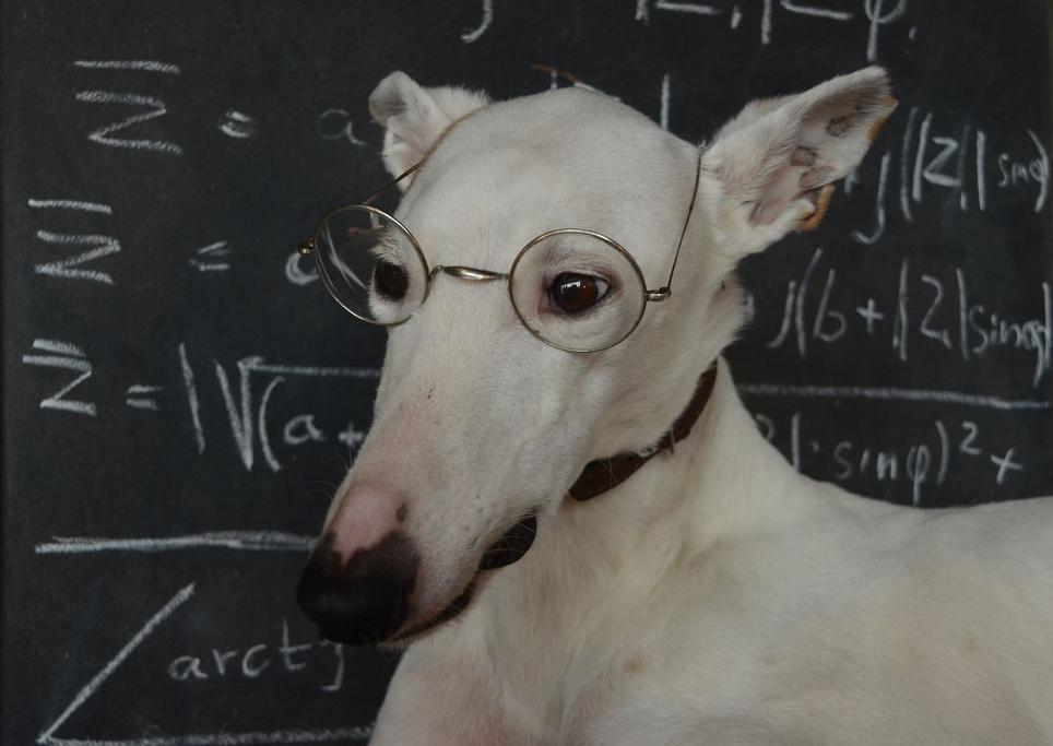 Primates : nos cousins cognitifs proches