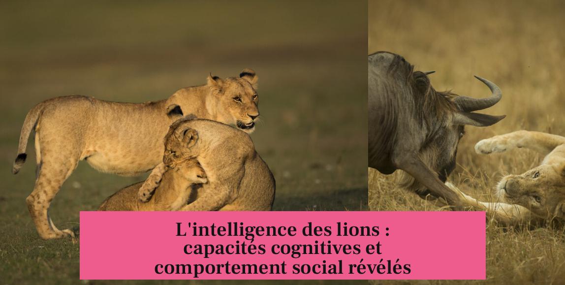 L'intelligence des lions : capacités cognitives et comportement social révélés