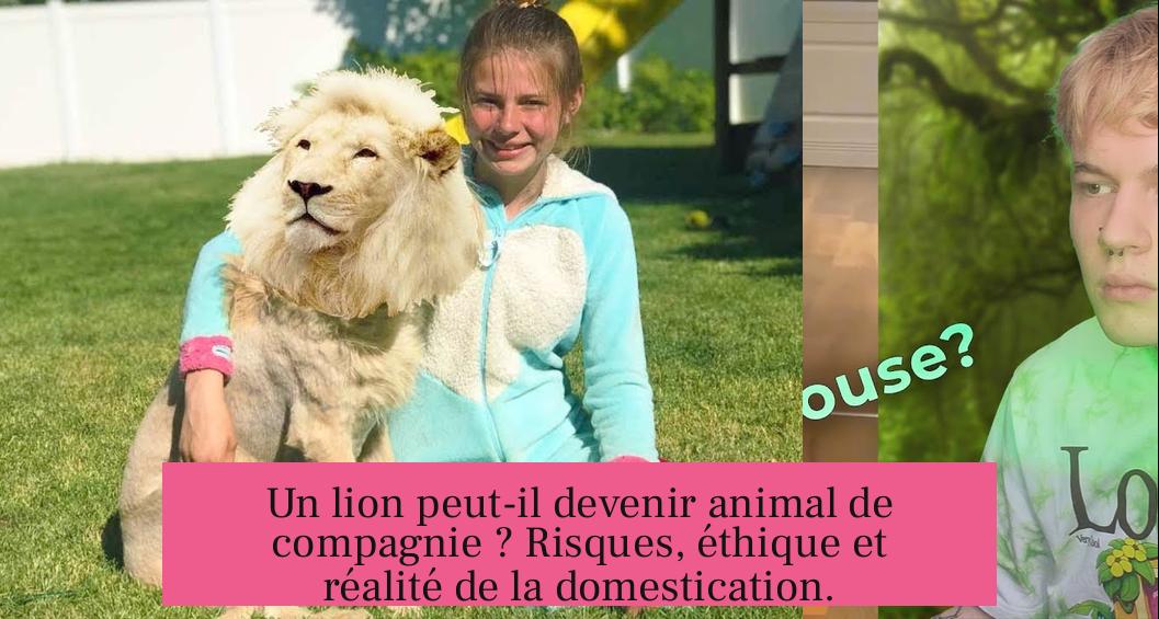 Un lion peut-il devenir animal de compagnie ? Risques, éthique et réalité de la domestication.