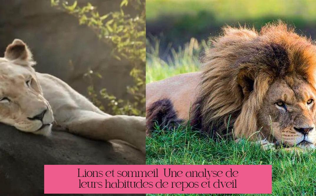 Lions et sommeil : Une analyse de leurs habitudes de repos et d'éveil