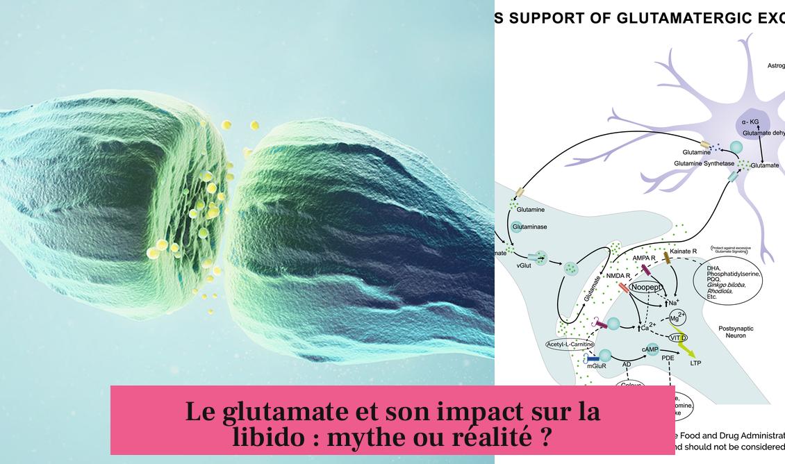Le glutamate et son impact sur la libido : mythe ou réalité ?