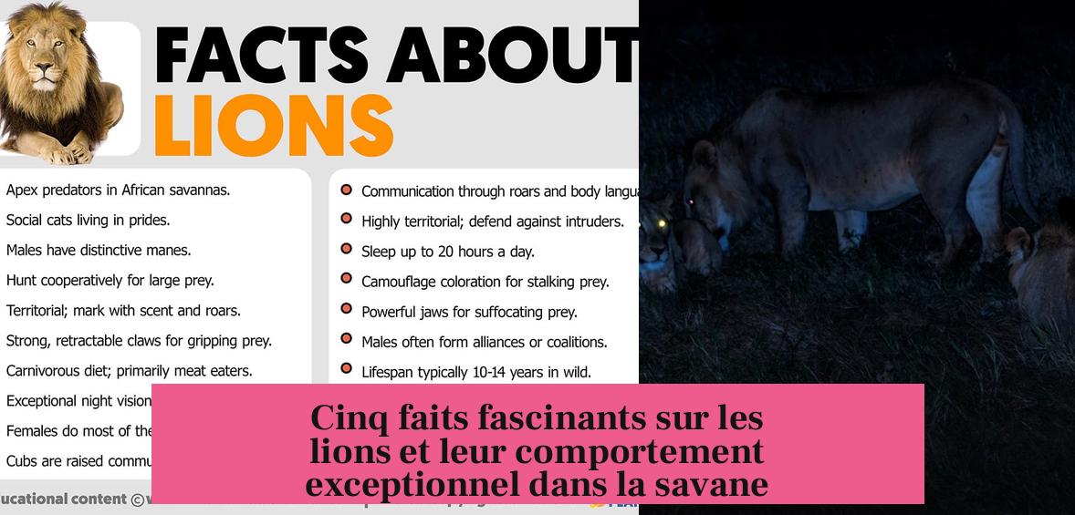 Cinq faits fascinants sur les lions et leur comportement exceptionnel dans la savane