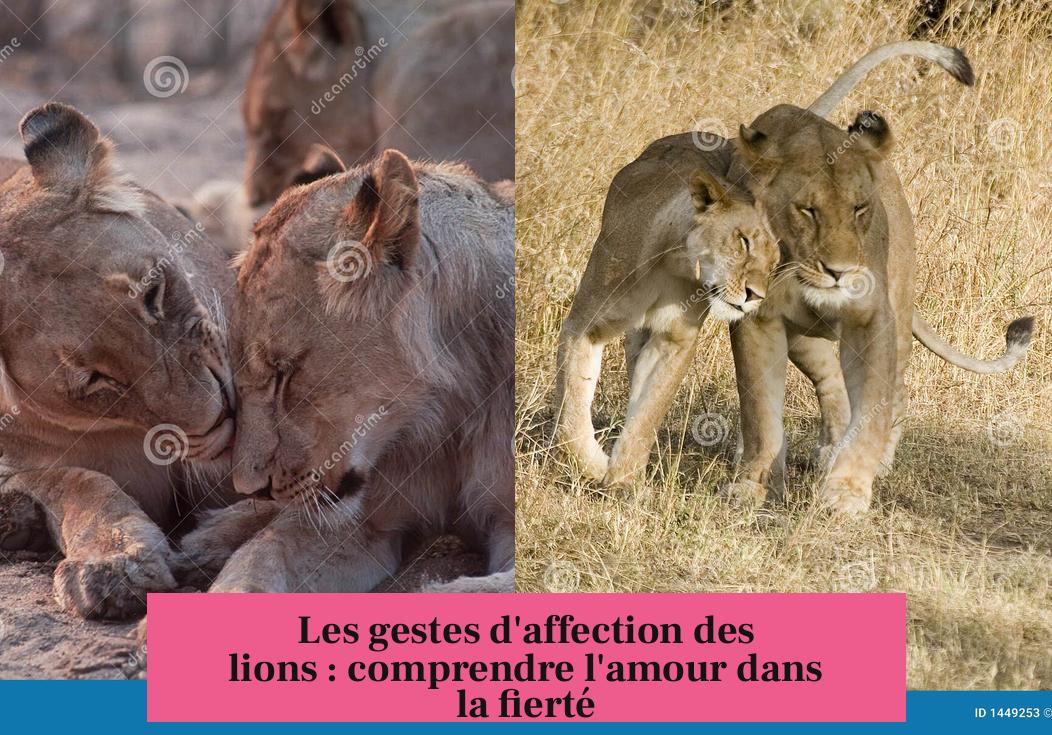 Les gestes d'affection des lions : comprendre l'amour dans la fierté