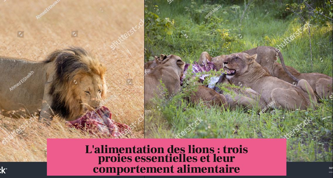 L'alimentation des lions : trois proies essentielles et leur comportement alimentaire
