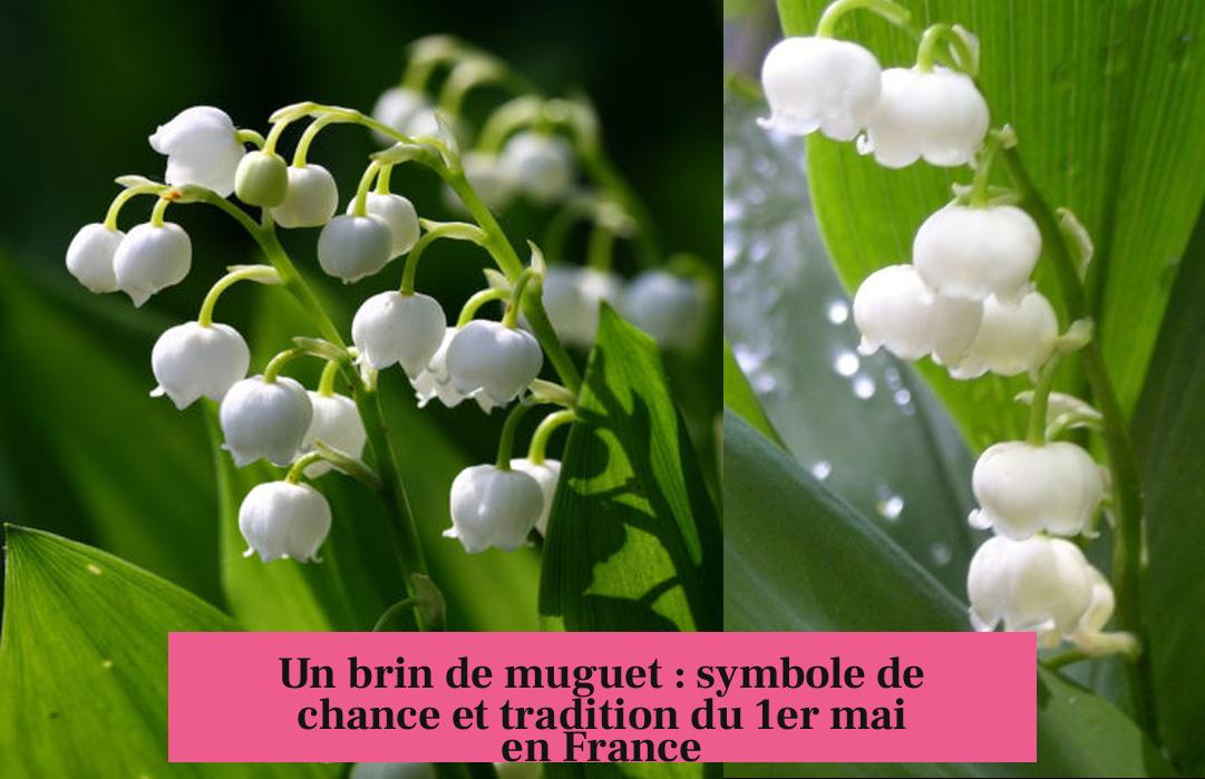 Un brin de muguet : symbole de chance et tradition du 1er mai en France