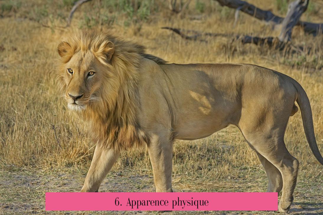 6. Apparence physique