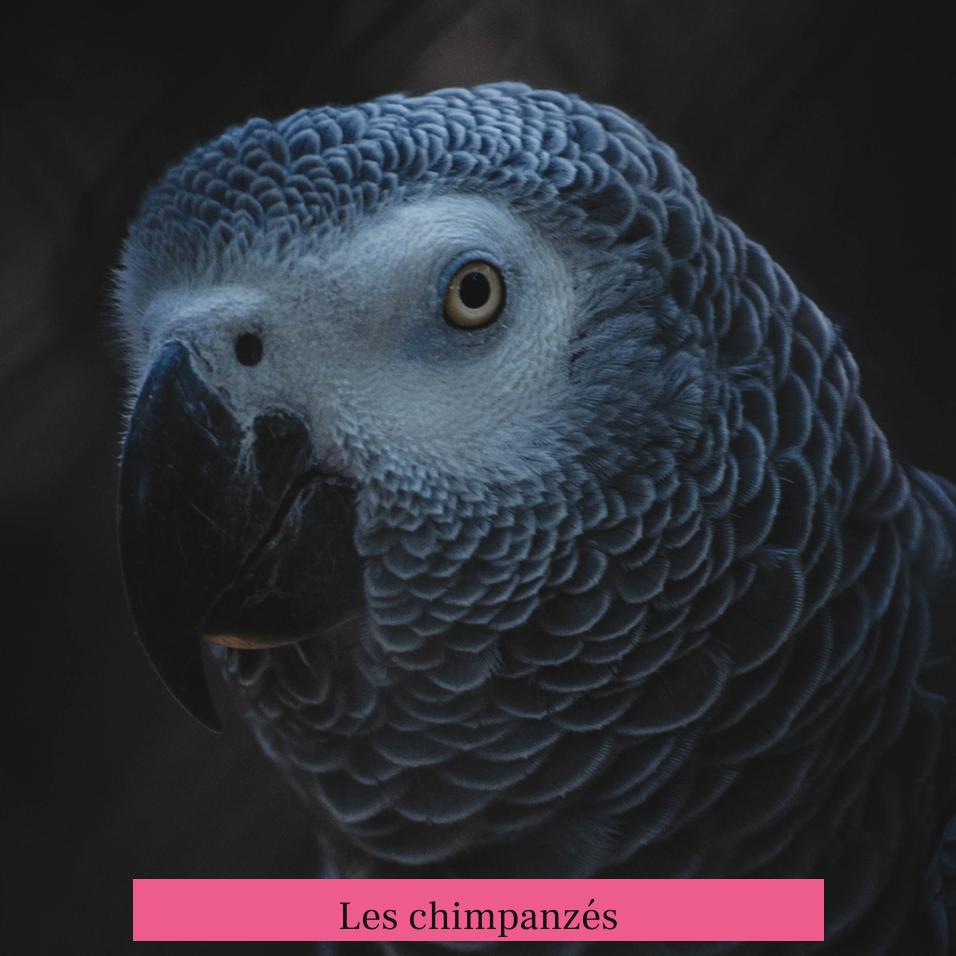 Les chimpanzés