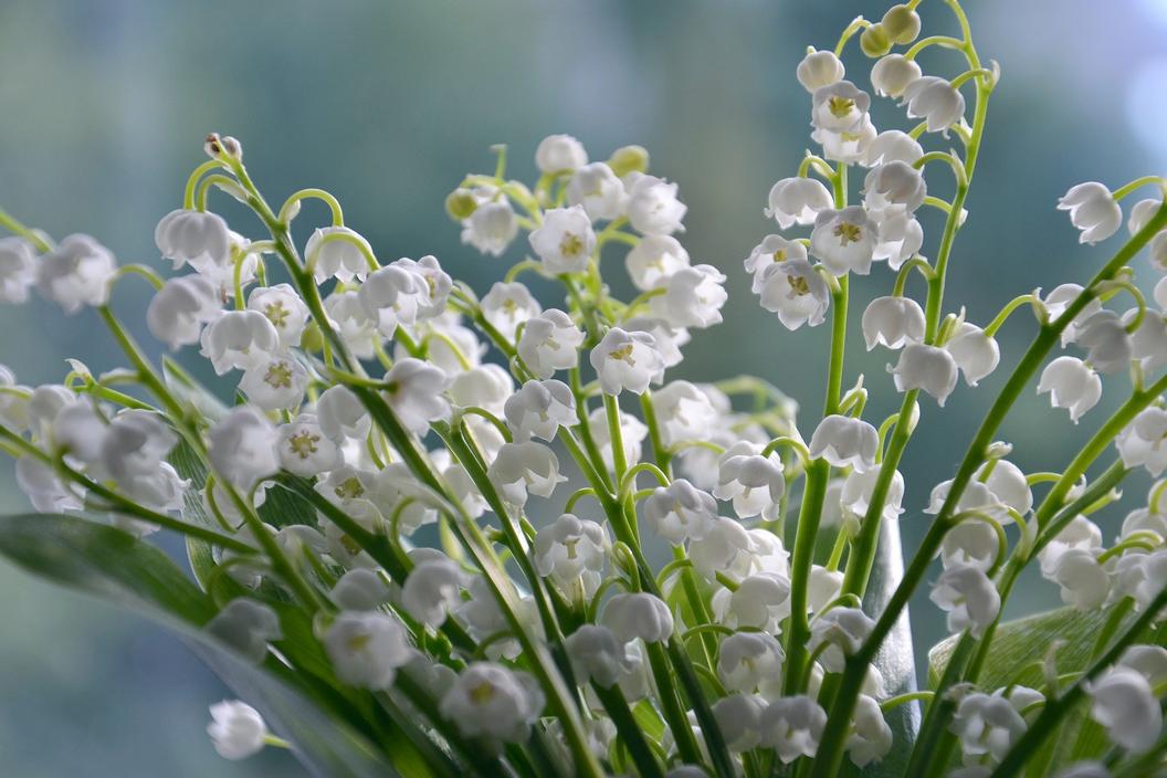 Le 1er mai s'est ensuite associé à la Fête du Travail en 1941 sous le régime de Vichy. Le muguet devient ainsi un symbole de la fête du travail et de la concorde sociale.