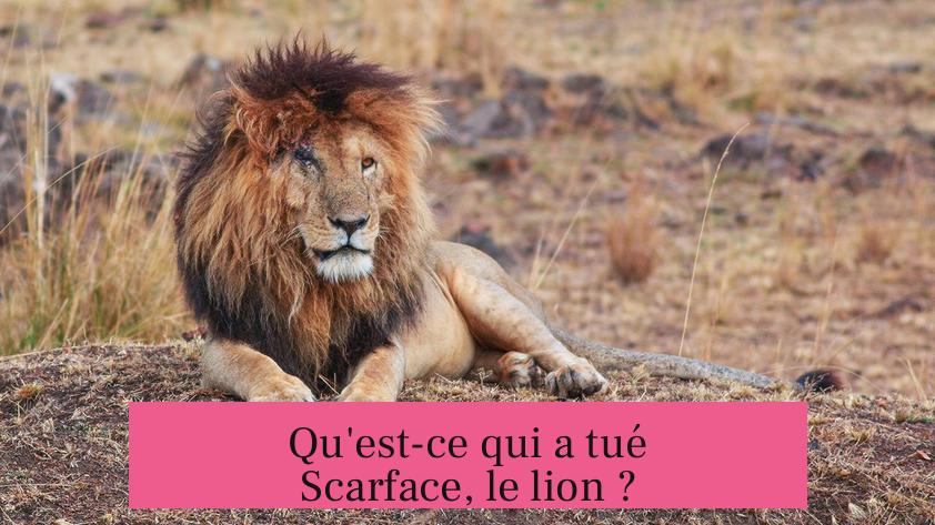 Qu'est-ce qui a tué Scarface, le lion ?