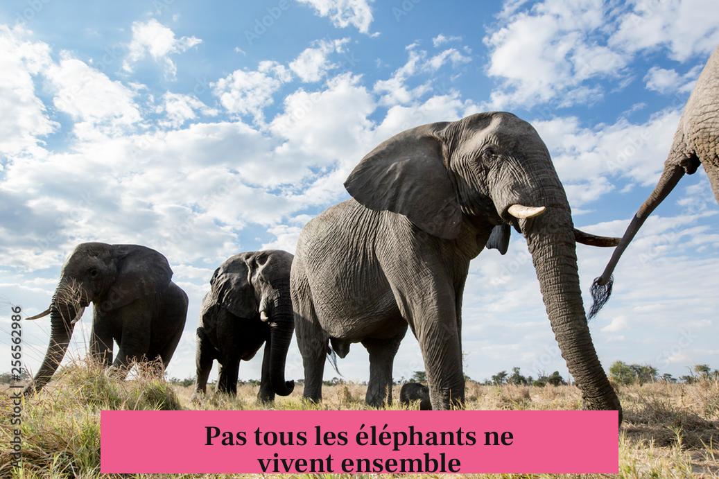 Pas tous les éléphants ne vivent ensemble