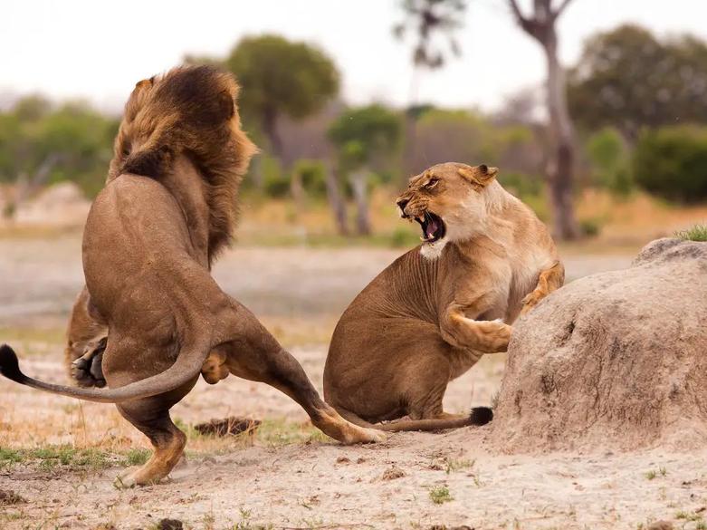 Comportements des lions en situation de peur