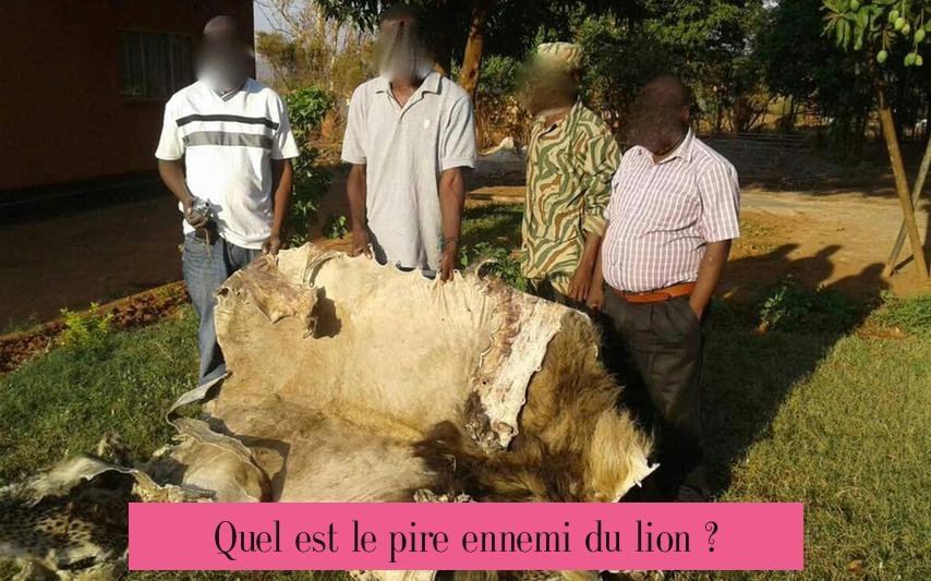 Quel est le pire ennemi du lion ?
