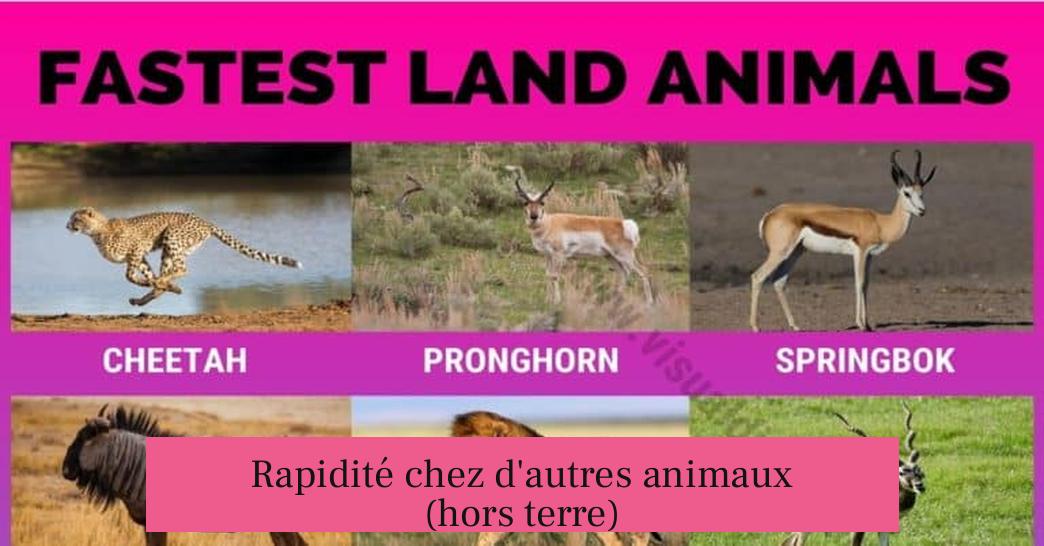 Rapidité chez d'autres animaux (hors terre)