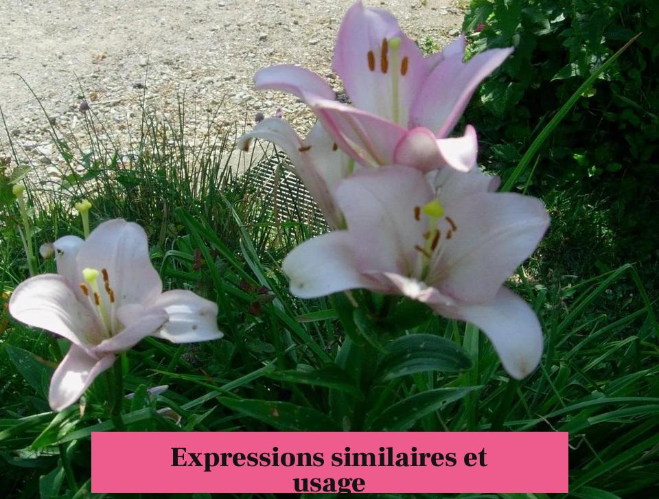 Expressions similaires et usage