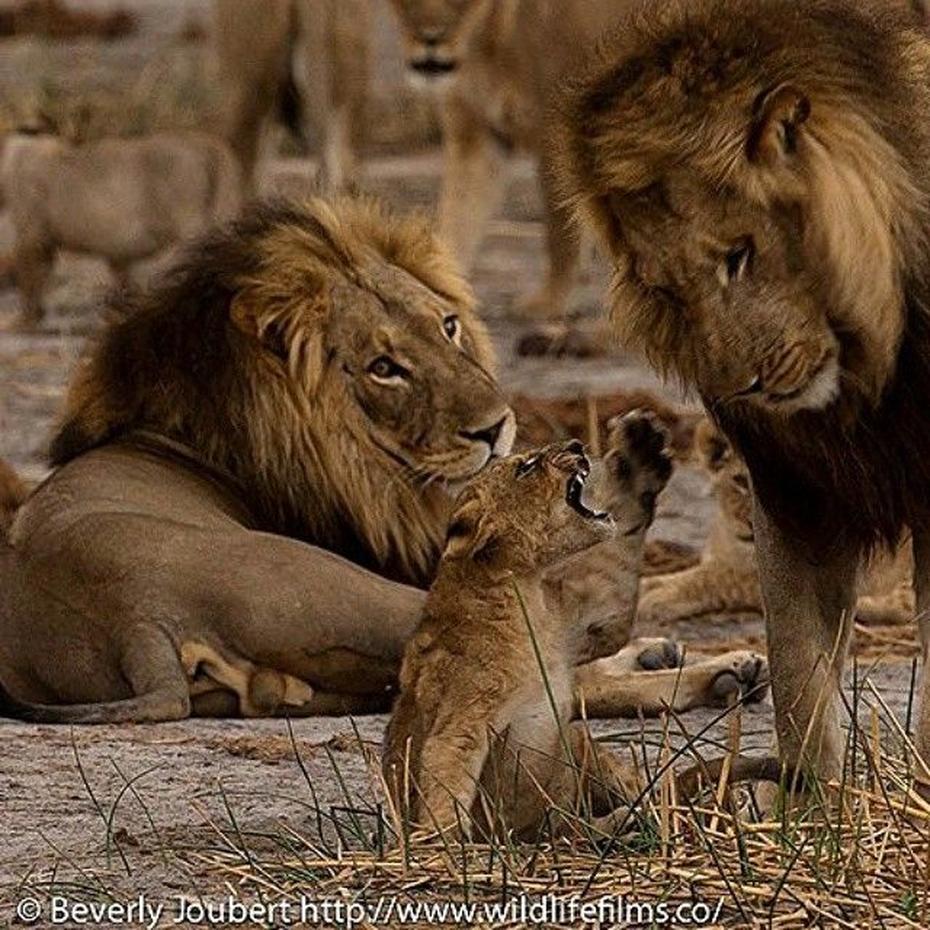 Cette observation illustre la différence entre interprétation humaine et réalité animale. Elle renforce l’idée que le lion creuse pour chasser, pas pour enterrer ou préparer la mort.