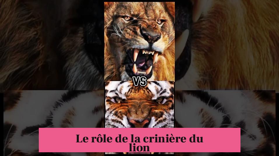 Le rôle de la crinière du lion