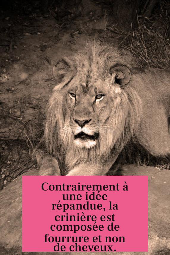Contrairement à une idée répandue, la crinière est composée de fourrure et non de cheveux.