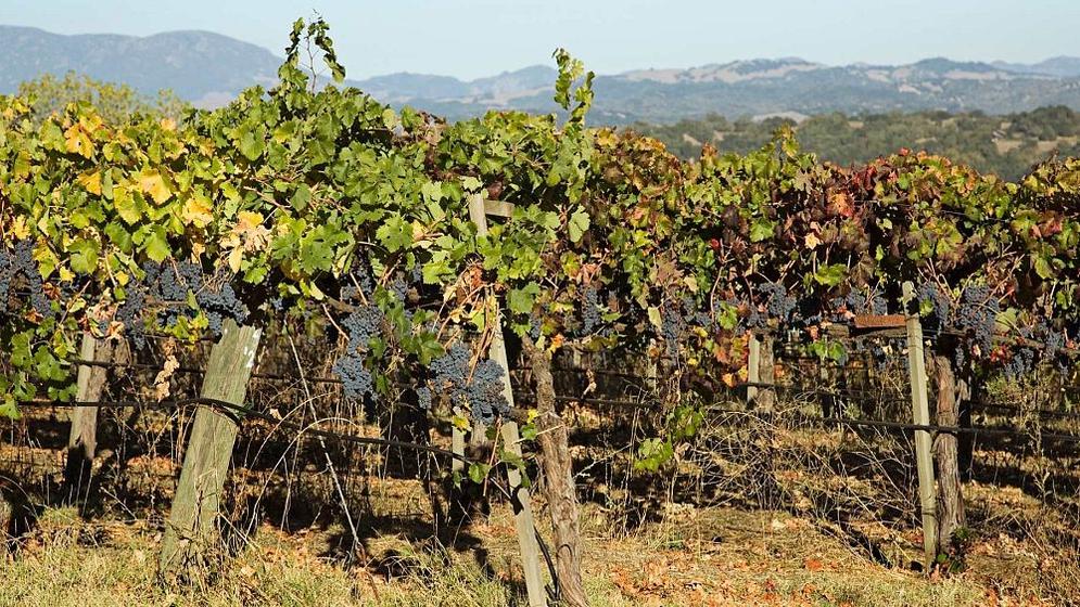 Domaine de la Romanée-Conti est un peu comme la royauté du vin en Bourgogne. Comprendre qui détient ce domaine, c’est lire une saga familiale bien racontée. Depuis 1869, avec l’acquisition par Jacques-Marie Duvault-Blochet, c’est une alliance entre les familles de Villaine et Leroy/Roch qui gravitent autour du domaine.