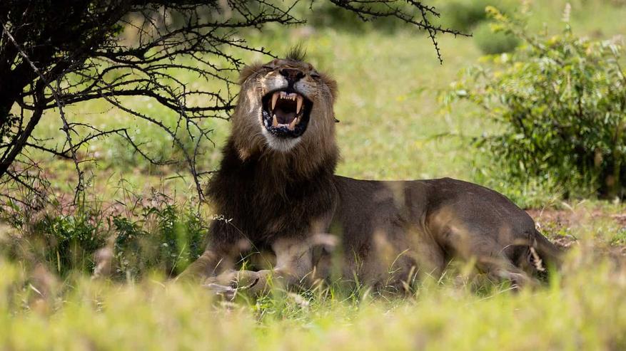 Scarface dominait un territoire colossal d'environ 1000 km2 dans la réserve, accompagné de ses frères dans ce que l’on appelait la coalition des « quatre mousquetaires ». Leur règne a laissé des traces indélébiles dans la mémoire collective du Maasai Mara.